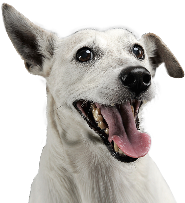 hund_home_desktop